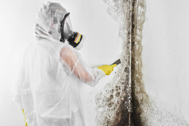 Trusted Scottville, MI Mold Remediation Experts