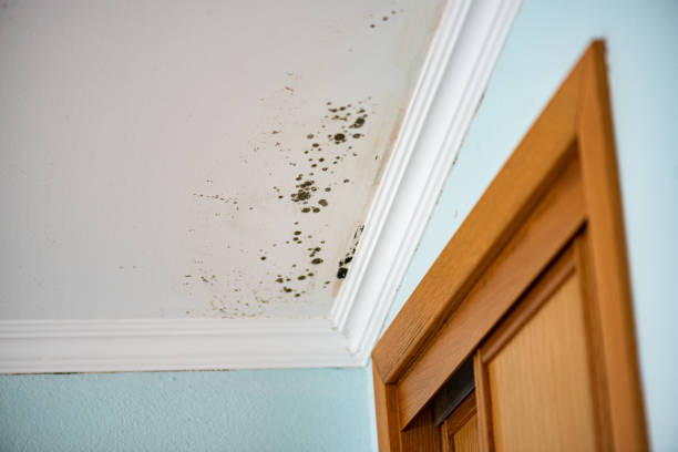 Best Mold Testing and Inspection Services in Scottville, MI