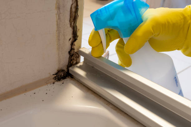 Best Localized Mold Remediation (e.g., coastal areas, humid climates) in Scottville, MI