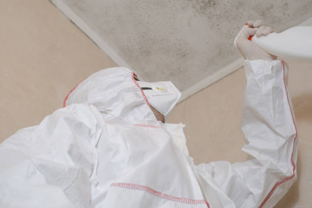 Best Commercial Mold Remediation in Scottville, MI