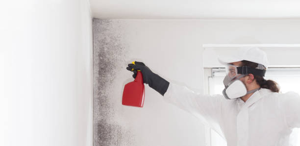 Best Residential Mold Remediation in Scottville, MI