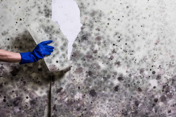 Best Bathroom Mold Remediation in Scottville, MI