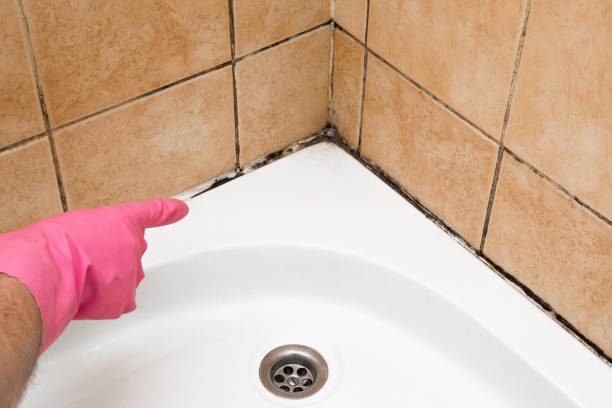 Best Black Mold Remediation in Scottville, MI